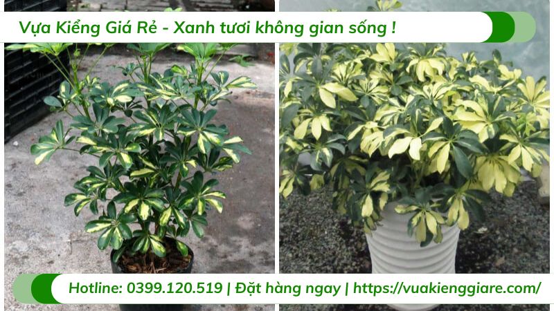 cây cảnh để trong nhà