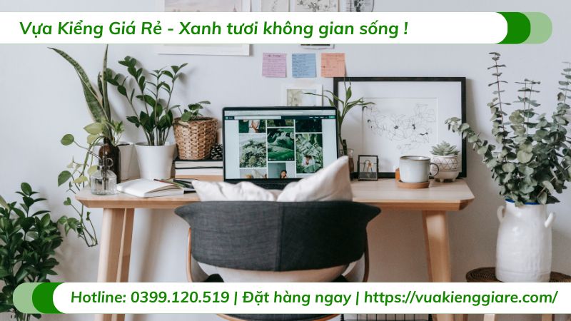 cây nội thất để bàn