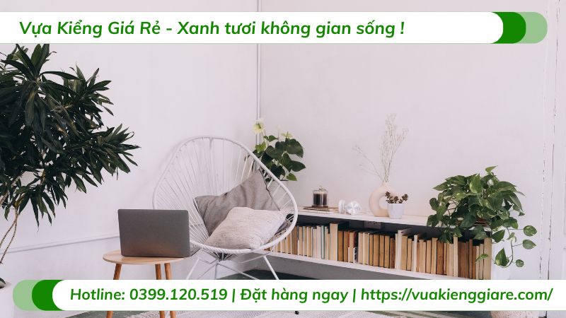 cây nội thất để bàn