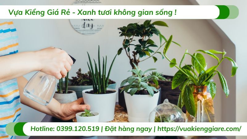cây nội thất văn phòng