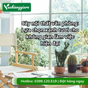 cây nội thất văn phòng