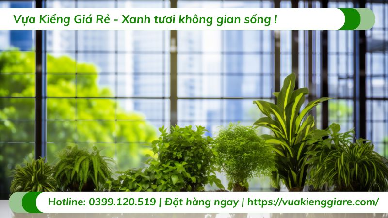 cây nội thất văn phòng