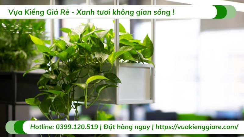 cây nội thất văn phòng