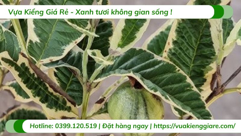 Cây ổi cẩm thạch (cây giống)