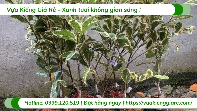 Cây ổi cẩm thạch (cây giống)