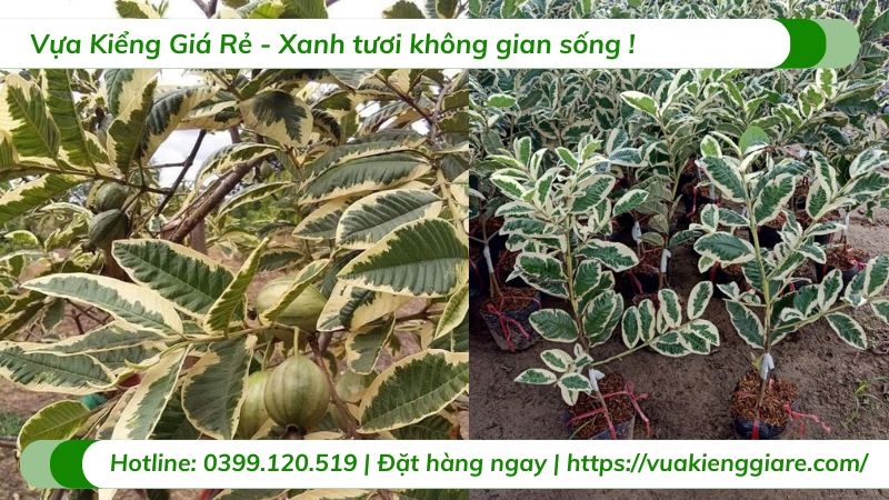 Cây ổi cẩm thạch (cây giống)