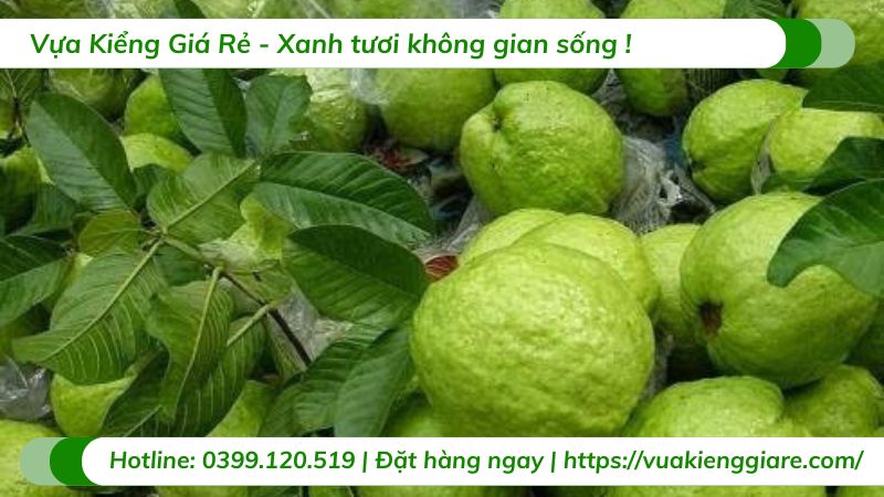 Cây ổi lê đài loan (cây giống)