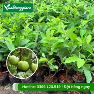 Cây ổi nữ hoàng trồng chậu (cây giống)