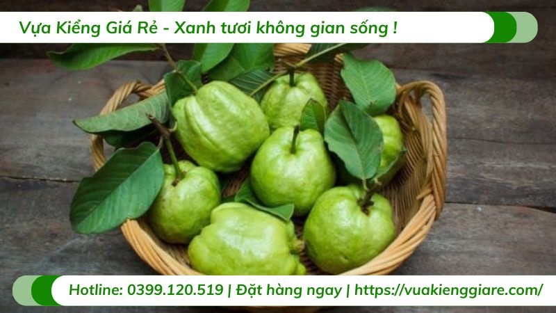Hướng Dẫn Trồng Cây Ổi Tại Nhà