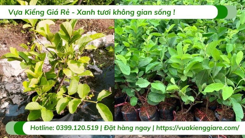 Cây ổi nữ hoàng trồng chậu (cây giống)