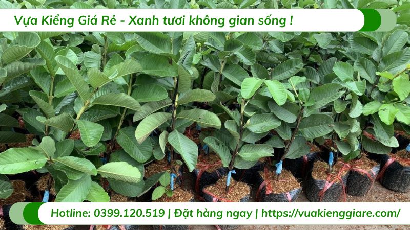 Cây ổi ruby ruột đỏ (cây giống)