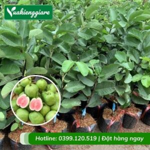 Cây ổi ruby ruột đỏ (cây giống)