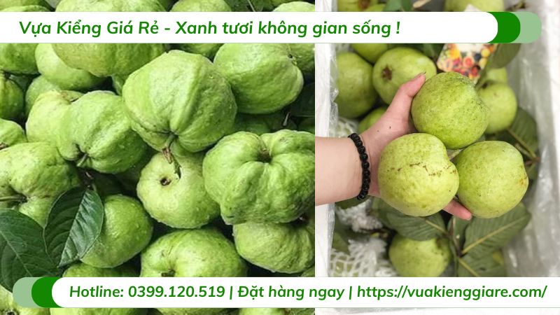 Cây ổi ruby ruột đỏ (cây giống)