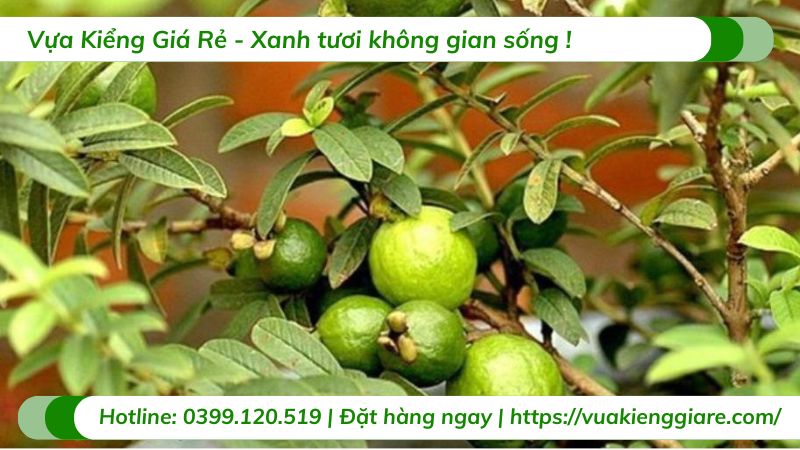 Hướng Dẫn Trồng Cây Ổi Tại Nhà