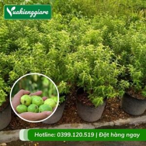 Cây ổi sẻ (cây giống)