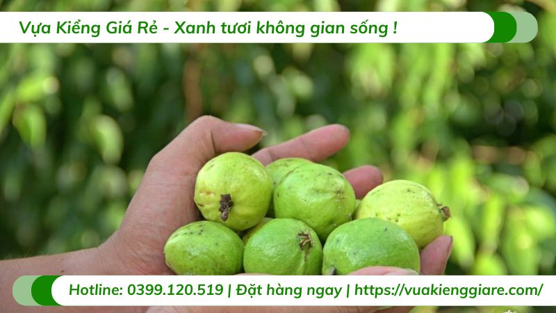 Cây ổi sẻ (cây giống)