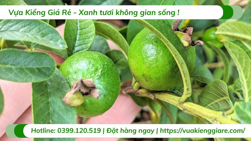 Cây ổi sẻ (cây giống)