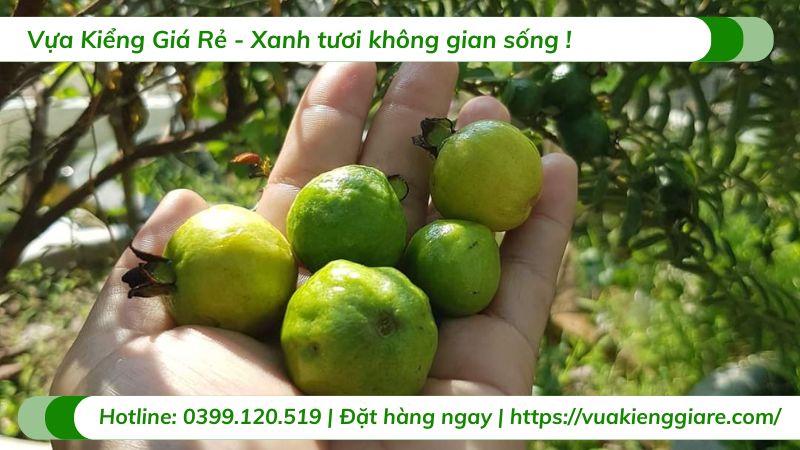 Cây ổi sẻ (cây giống)