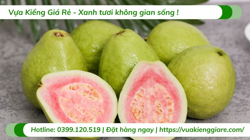 Cây ổi tân châu (cây giống)