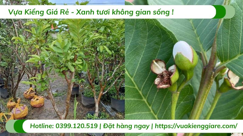 Cây ổi tân châu (cây giống)