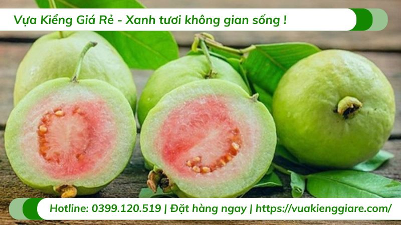 Cây ổi tân châu (cây giống)