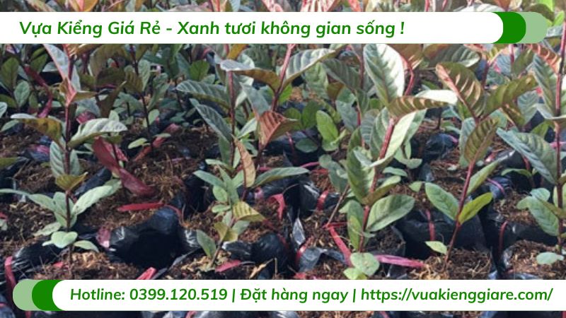 Cây ổi tím (cây giống)