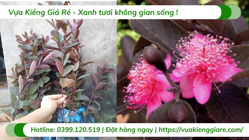 Cây ổi tím (cây giống)