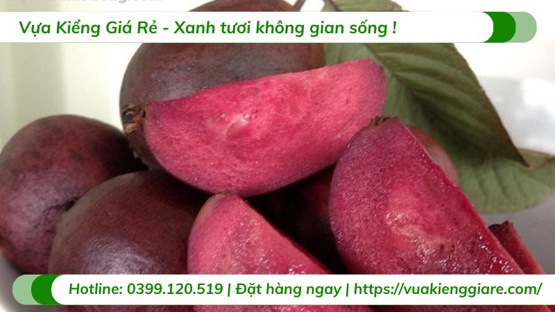 Cây ổi tím (cây giống)