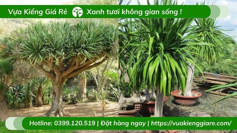 chậu cây cảnh đẹp