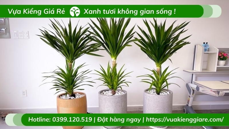cây kiểng trồng trong nhà