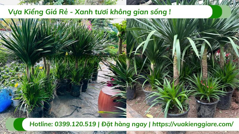 cây cảnh trong nhà theo phong thủy