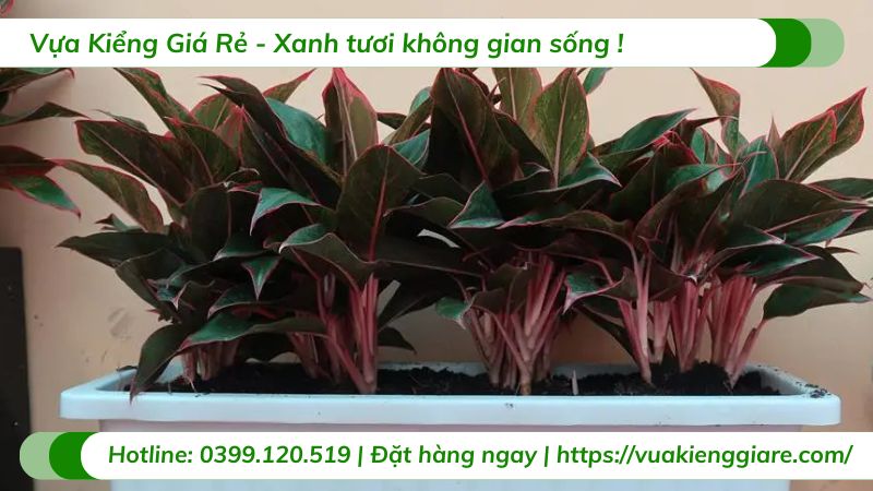 cây cảnh trồng trong nhà