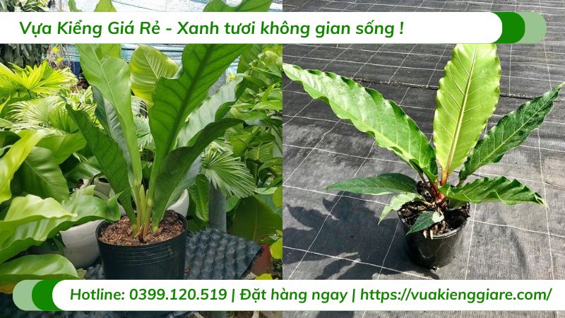 những loại cây trồng trong nhà không cần ánh sáng