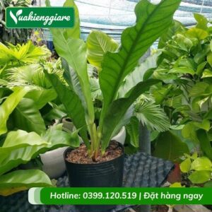 cây ráng tiền ráng đại đế