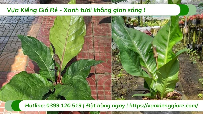 cây ráng tiền ráng đại đế