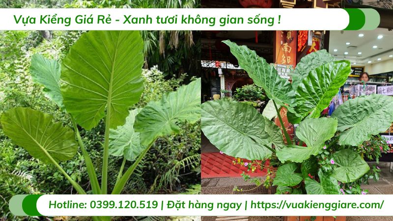 cây ráy cảnh