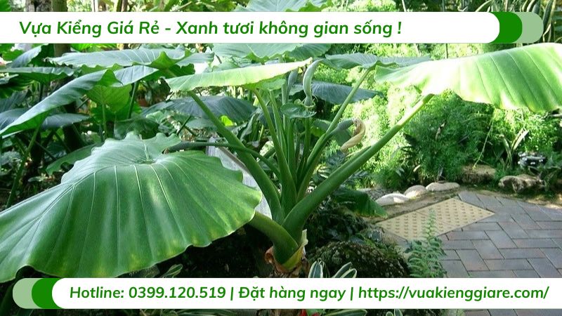 cây ráy cảnh