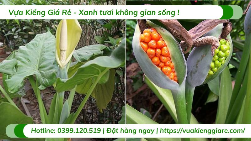cây ráy cảnh
