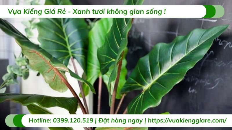 những loại cây trồng trong nhà không cần ánh sáng