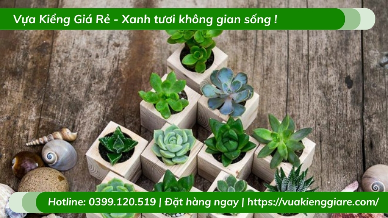 chậu cây tiểu cảnh mini