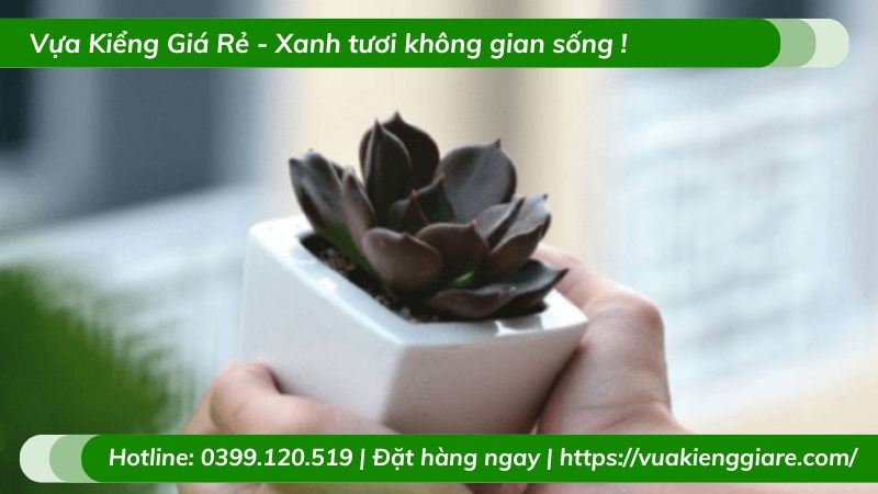 mệnh mộc nên trồng cây gì trong nhà