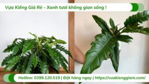 cây cảnh trồng trong nhà