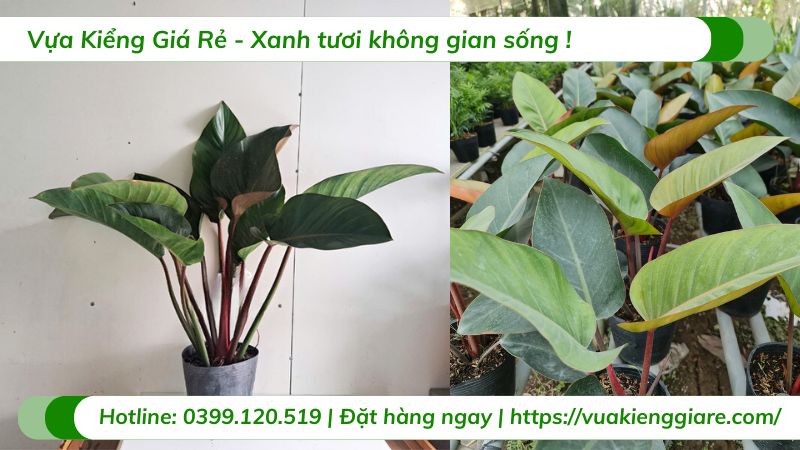 các loại cây cảnh trong nhà