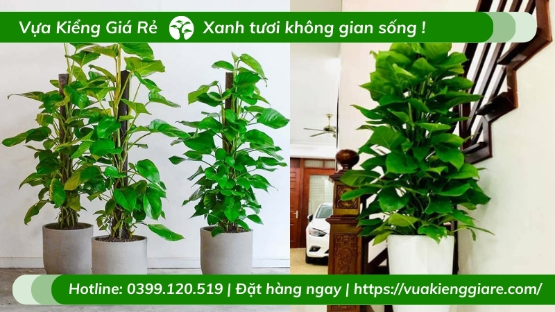 cây cảnh trồng trong nhà