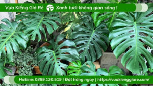 các loại cây cảnh trong nhà
