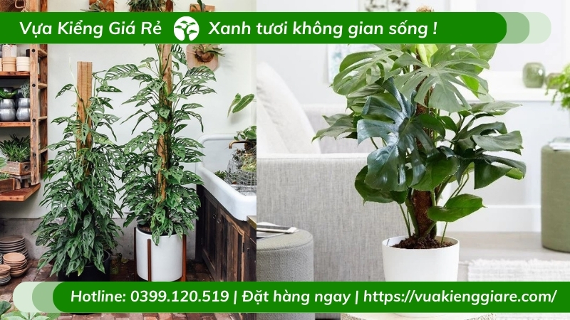 các loại cây cảnh trong nhà