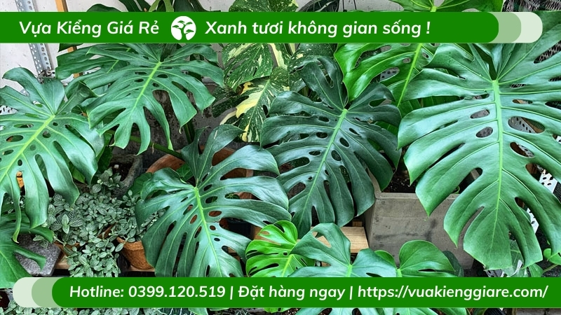 các loại cây cảnh trong nhà