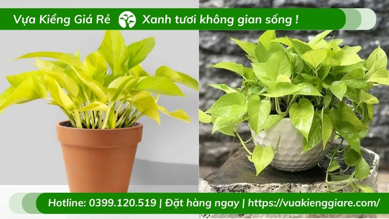 nữ mệnh kim trồng cây gì trong nhà