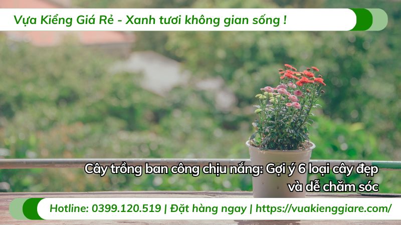 cây trồng ban công chịu nắng
