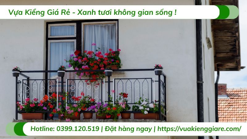 cây trồng ban công chịu nắng